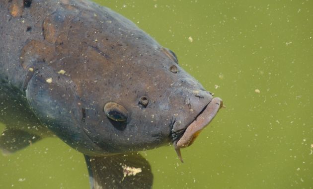 umpan pelet ikan mas