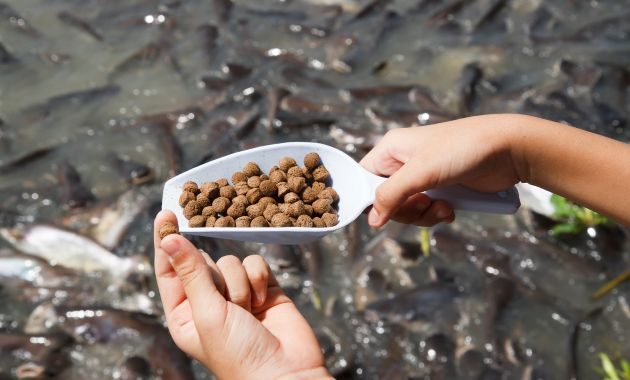 umpan pelet ikan mas