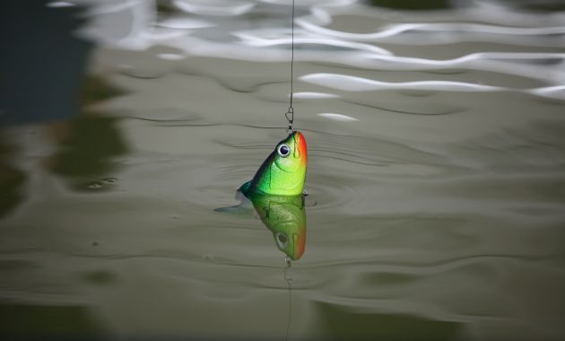umpan pelet ikan mas