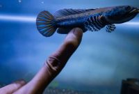 ikan channa termahal