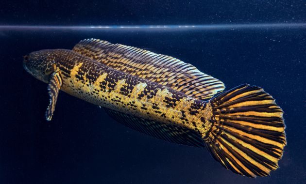 ikan channa termahal