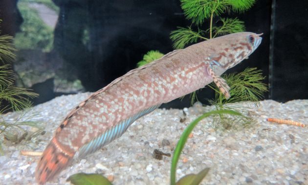 ikan channa termahal