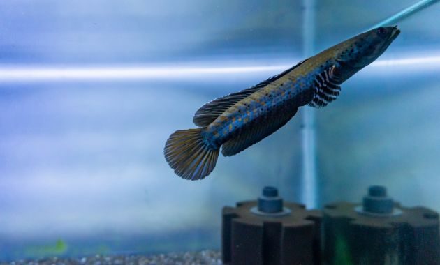 ikan channa termahal