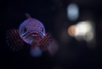 ikan channa termahal