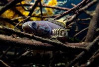 ikan channa termahal