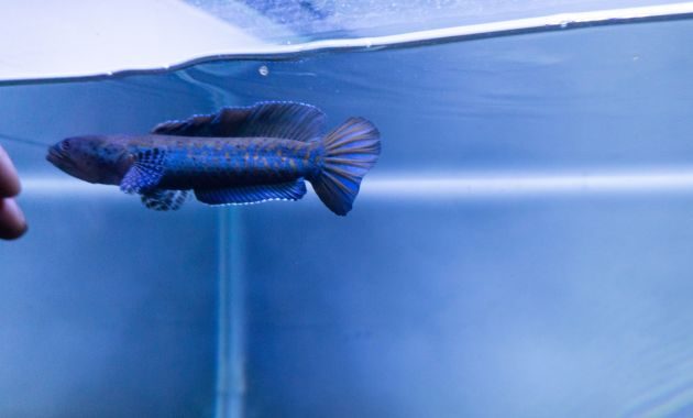 harga ikan channa barca