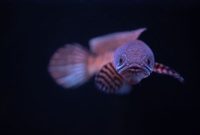 harga ikan channa barca