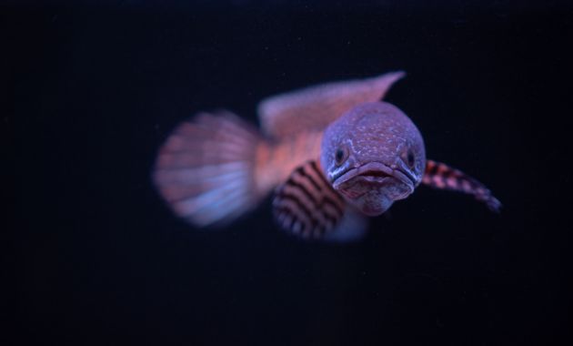 harga ikan channa barca