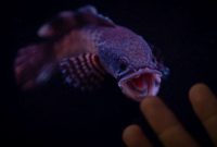 harga ikan channa barca