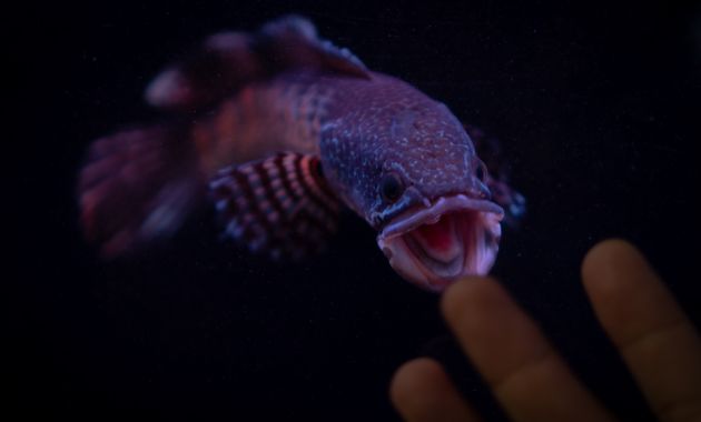 harga ikan channa barca