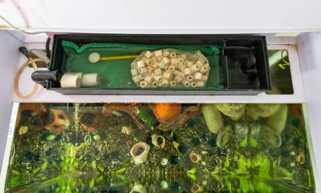 harga ikan channa barca