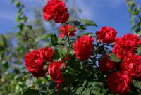 cara menanam bunga mawar