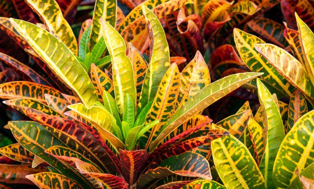 tanaman hias outdoor