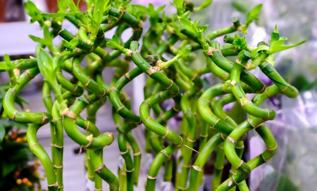 tanaman hias outdoor