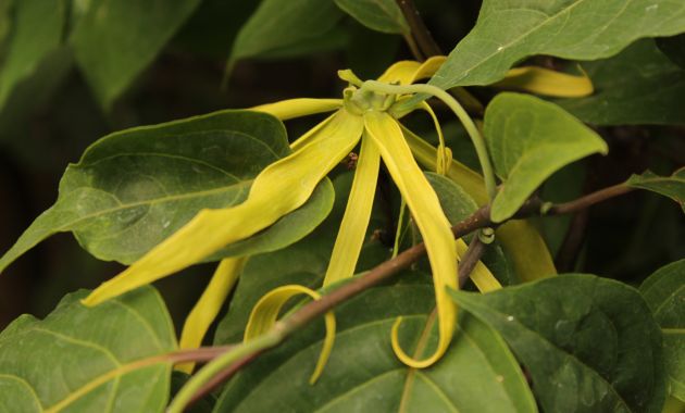 tanaman hias outdoor