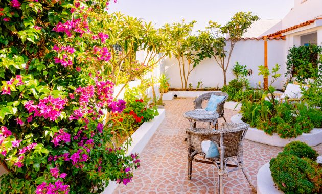 tanaman hias outdoor