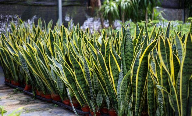 tanaman hias outdoor