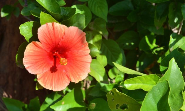 tanaman hias outdoor