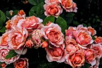 arti bunga mawar merah