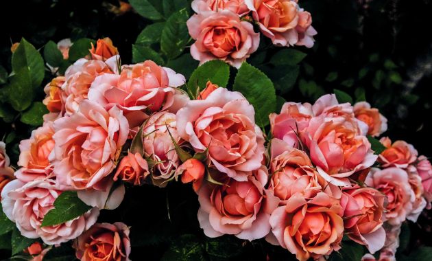 arti bunga mawar merah