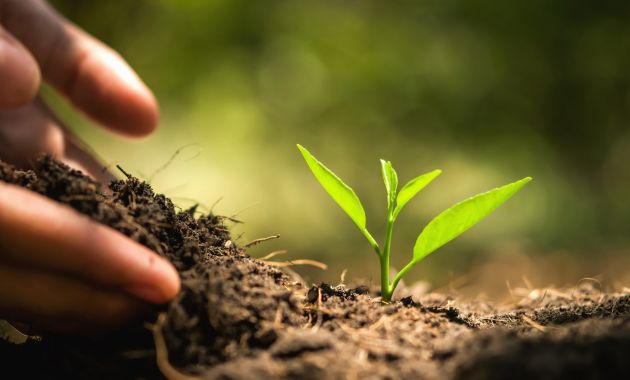 cara menanam bawang merah