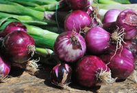 cara menanam bawang merah