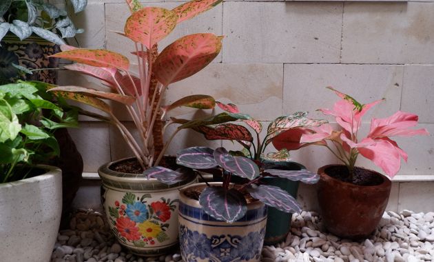 Aglonema Merah