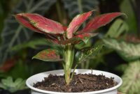 media tanam aglonema