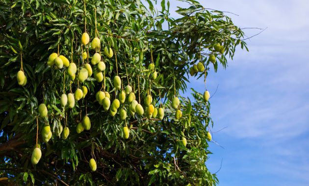 mangga harum manis