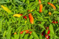 cara menanam cabe rawit