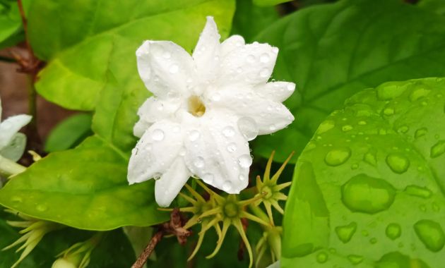 bunga melati artinya