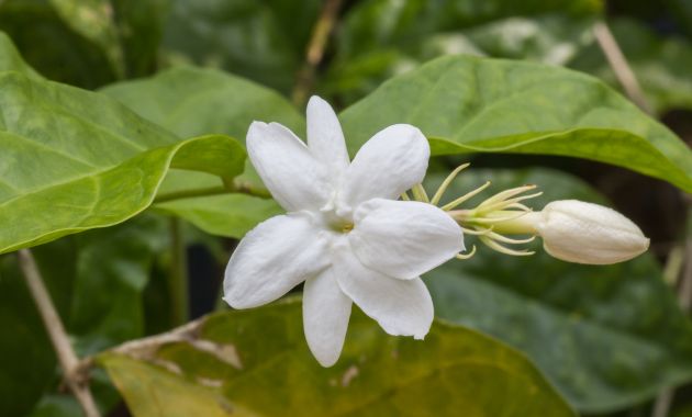 bunga melati artinya