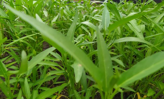 cara menanam kangkung