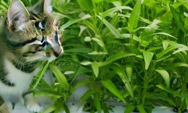cara menanam kangkung