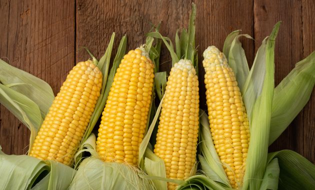 cara menanam jagung
