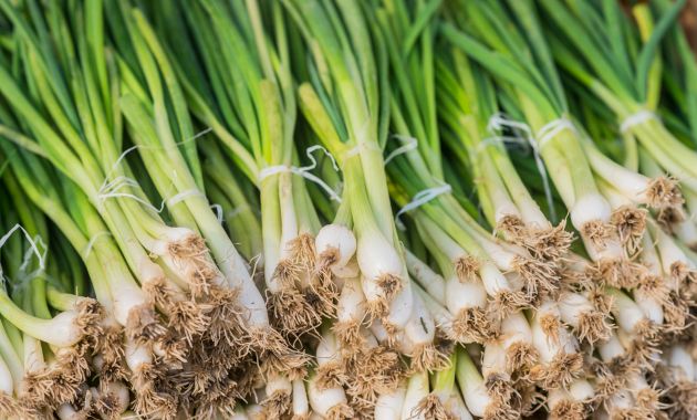 cara menanam daun bawang