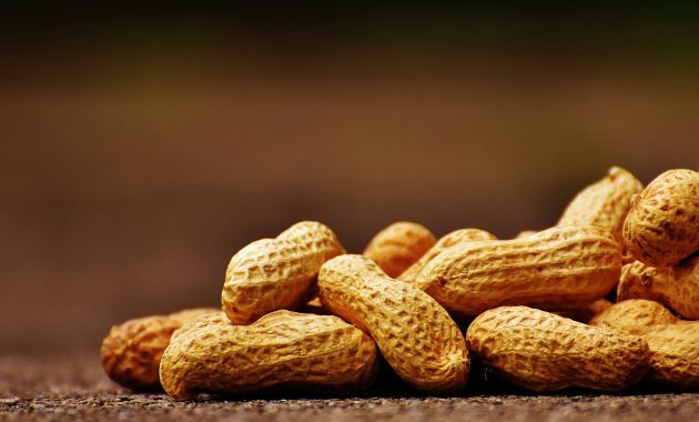 cara menanam kacang tanah