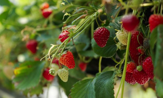cara menanam strawberry