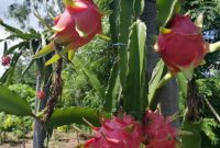 cara menanam buah naga