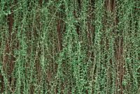 tanaman hias gantung