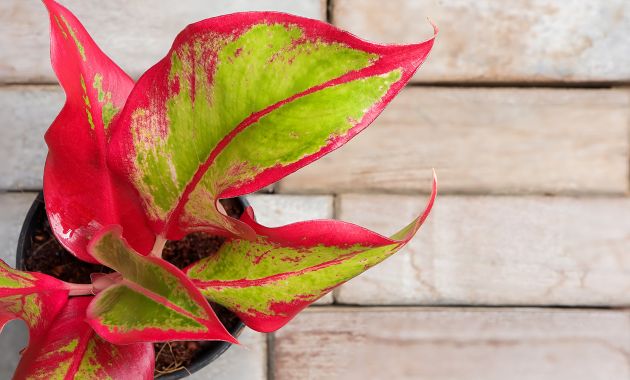 aglonema red emerald