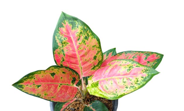 aglonema merah