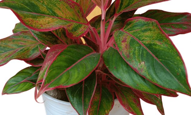 aglonema red lipstick