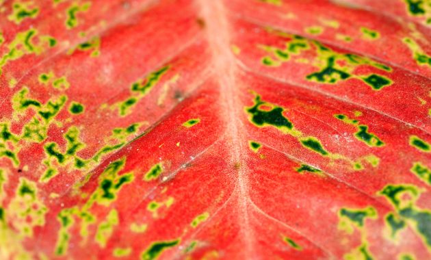 aglonema merah